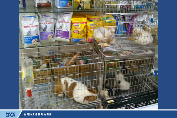 台北市威利寵物店非法販賣犬隻