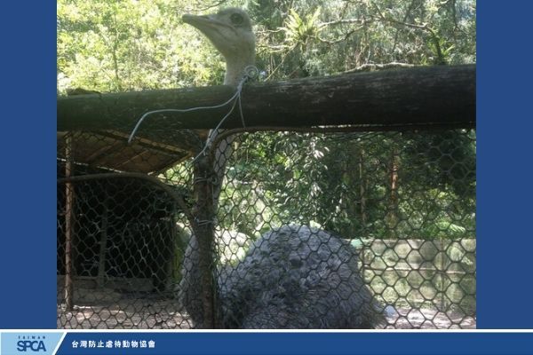 烏來雲仙樂園 鴕鳥不當照顧案件 Wulai Ostrich abuse in Yun-Hsien Resort in Wulai