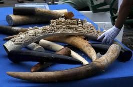 《國際新訊》中國禁止進口「經狩獵獲得的非洲象牙紀念品」一年
