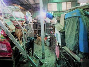 台灣SPCA新聞稿：30具狗屍體 私人狗場淪為動物煉獄