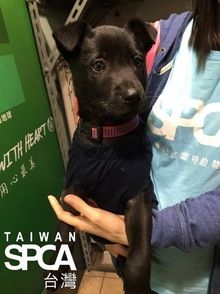 ​A Young Black Dog Abandoned on Tonghua Street