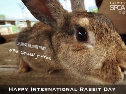 今天是國際兔子日