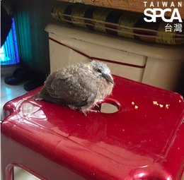 【TSPCA 調查部門：杜鵑颱風中被風雨吹落的幼鳥】