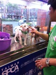 寵物店內可領養: 領養小站成立半年幫助數隻流浪動物