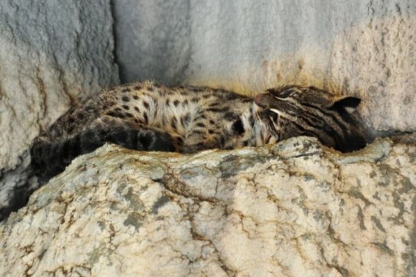 協會新聞稿: 苗栗縣三義外環道, 福祿壽殯葬園區, 裕隆三義二廠 將使台灣不到500隻的石虎面臨絕種
Taiwan Leopard Cats on Verge of Extinction Due to Several Proposed Projects in Miaoli