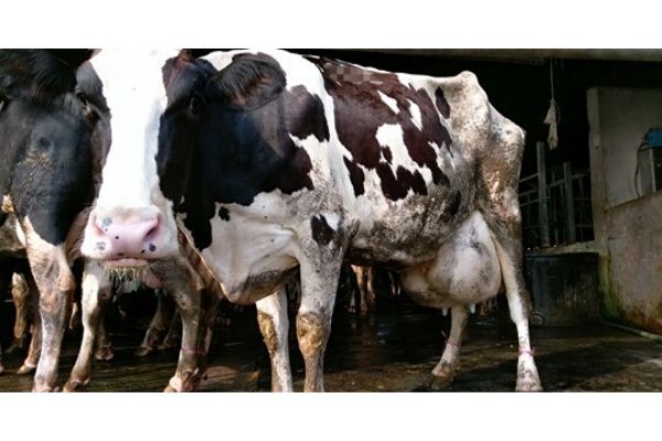 政府與產業應要重視並致力改善乳牛的動物福利