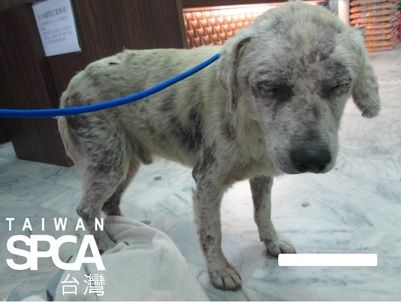White Dog with Skin Disease Not Given Medical Care