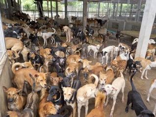 The Issue of Animal Hoarding