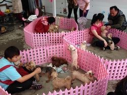 媒體新聞稿：“Taiwan SPCA破獲新北市惡劣非法繁殖場”