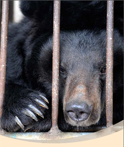 拒絕使用熊膽等保育類中藥材，全民共同杜絕殘忍更無必要的傷害動物行為