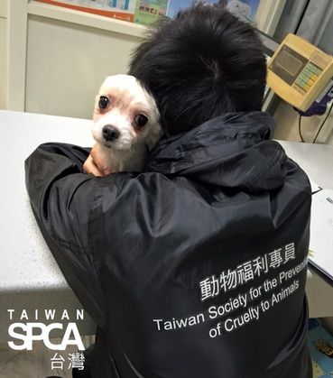 《甲你攬牢牢》- 拯救受虐動物的第一線：Taiwan SPCA調查部門