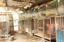 新聞稿: 又見非法繁殖場 數十隻柴犬疑似銷售中國市場
