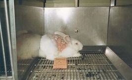 產業試圖削弱歐盟化妝品新動物試驗數據禁令 遭歐盟法庭駁回