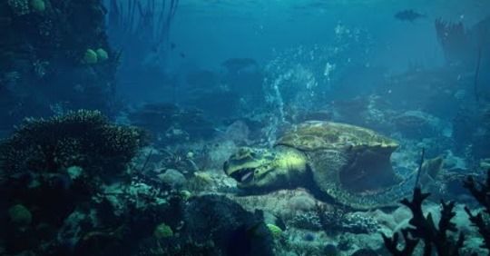 影片分享｜今天是世界烏龜日 請和我們一起關注與保護海龜吧！