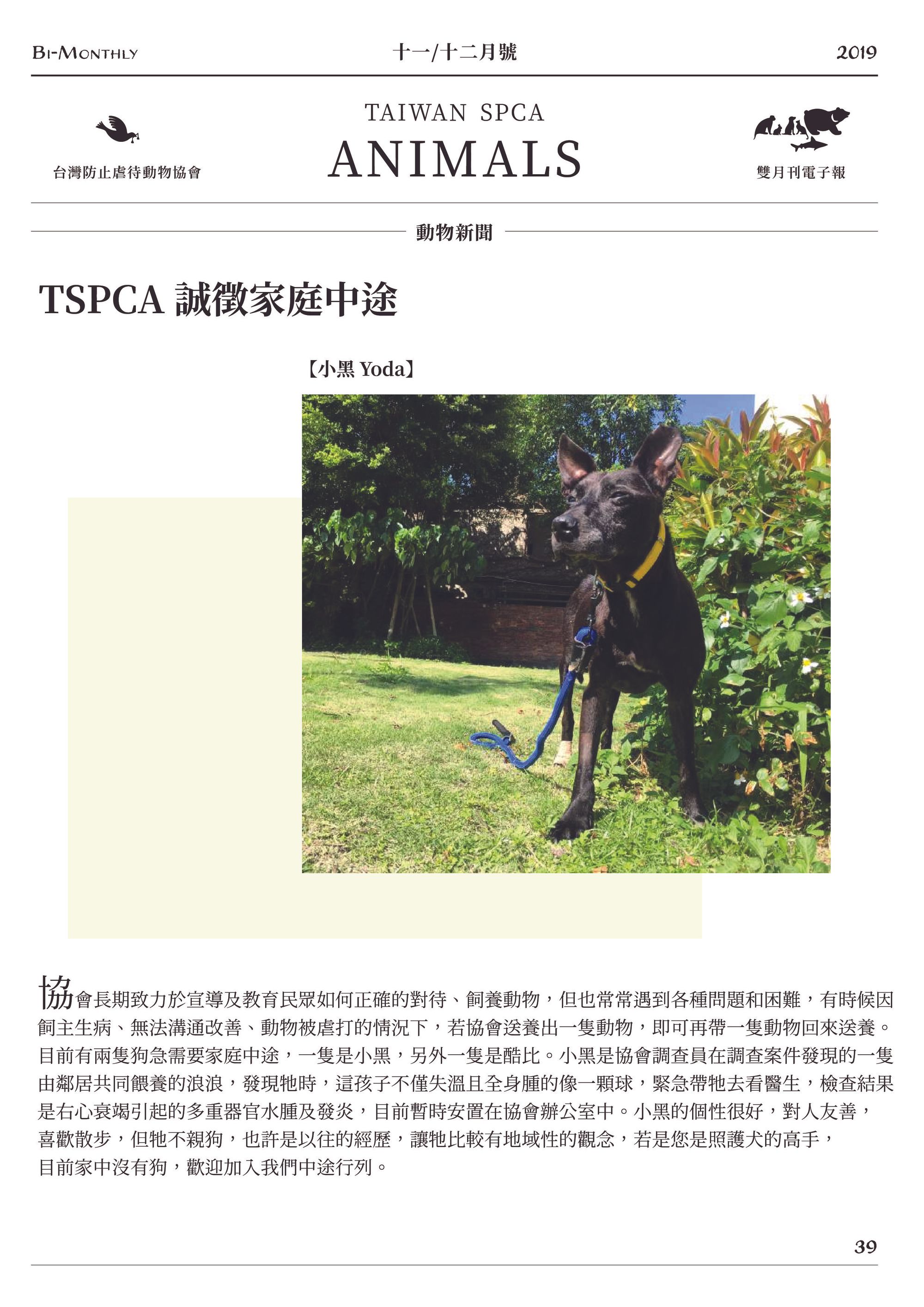 TSPCA 誠徵家庭中途