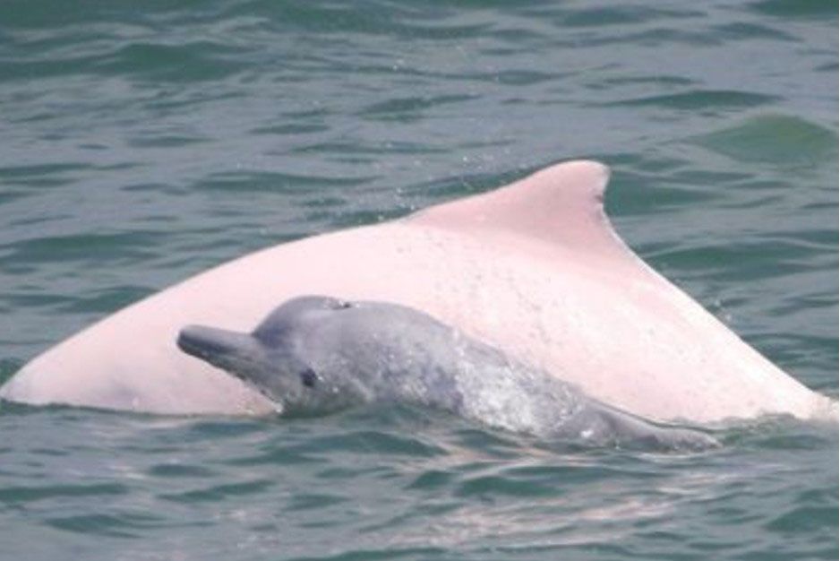 連署拯救台灣白海豚