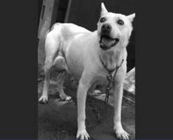 竹北(新埔)大量犬隻不當飼養案處理進度及針對新竹縣政府新聞稿之回應