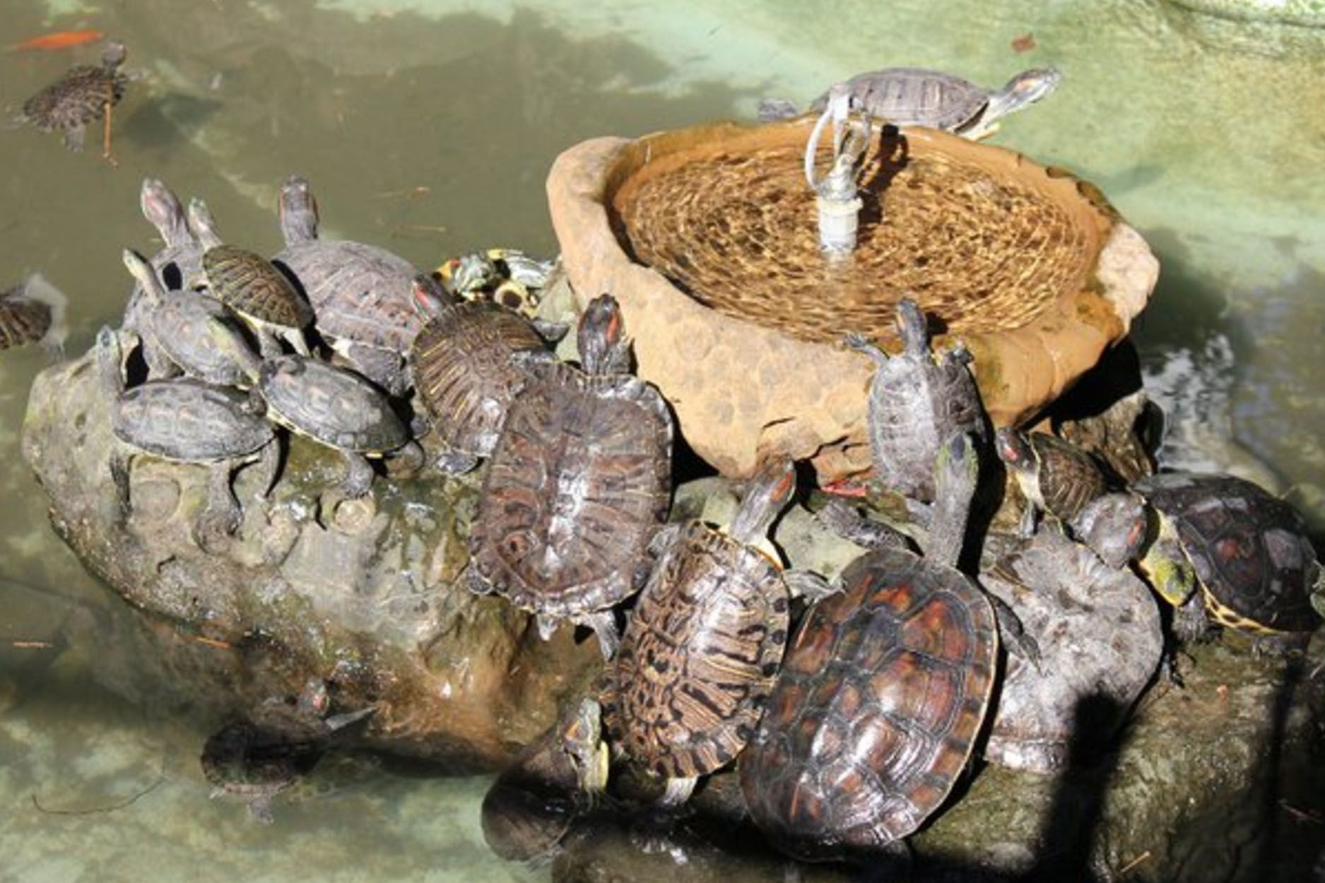 教育文章—給水龜最好的照顧