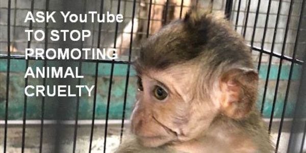 【連署活動—呼籲YouTube下架所有侵害動物及虐待動物的頻道】