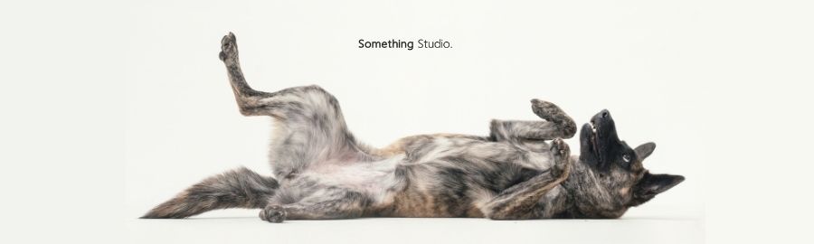 感謝《Something Studio三牲工作室》為TSPCA找家的動物們拍攝形象照！