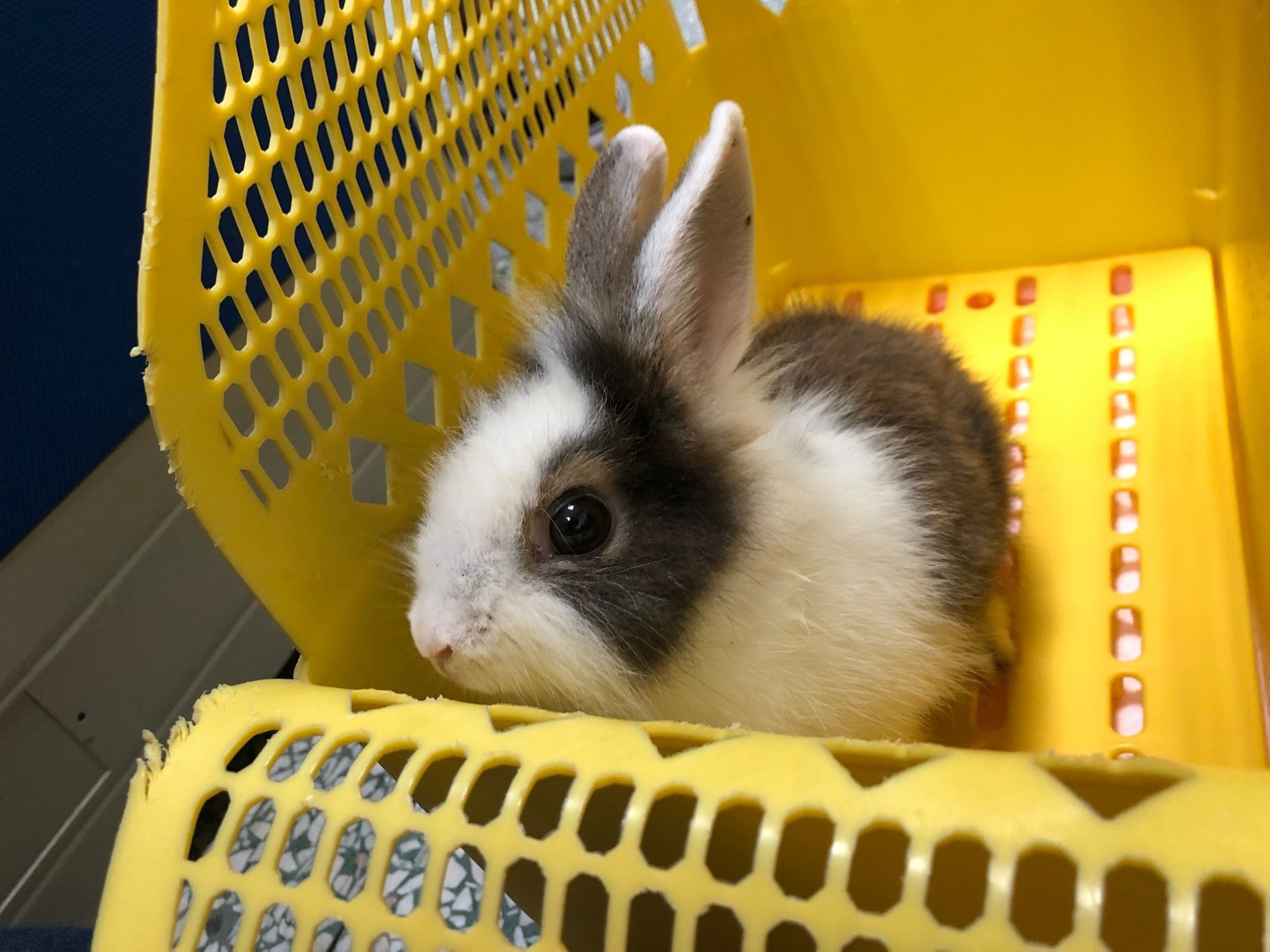 桃園春天農場虐待動物案 持續追蹤三｜春天農場的兔子也完成救援安置!