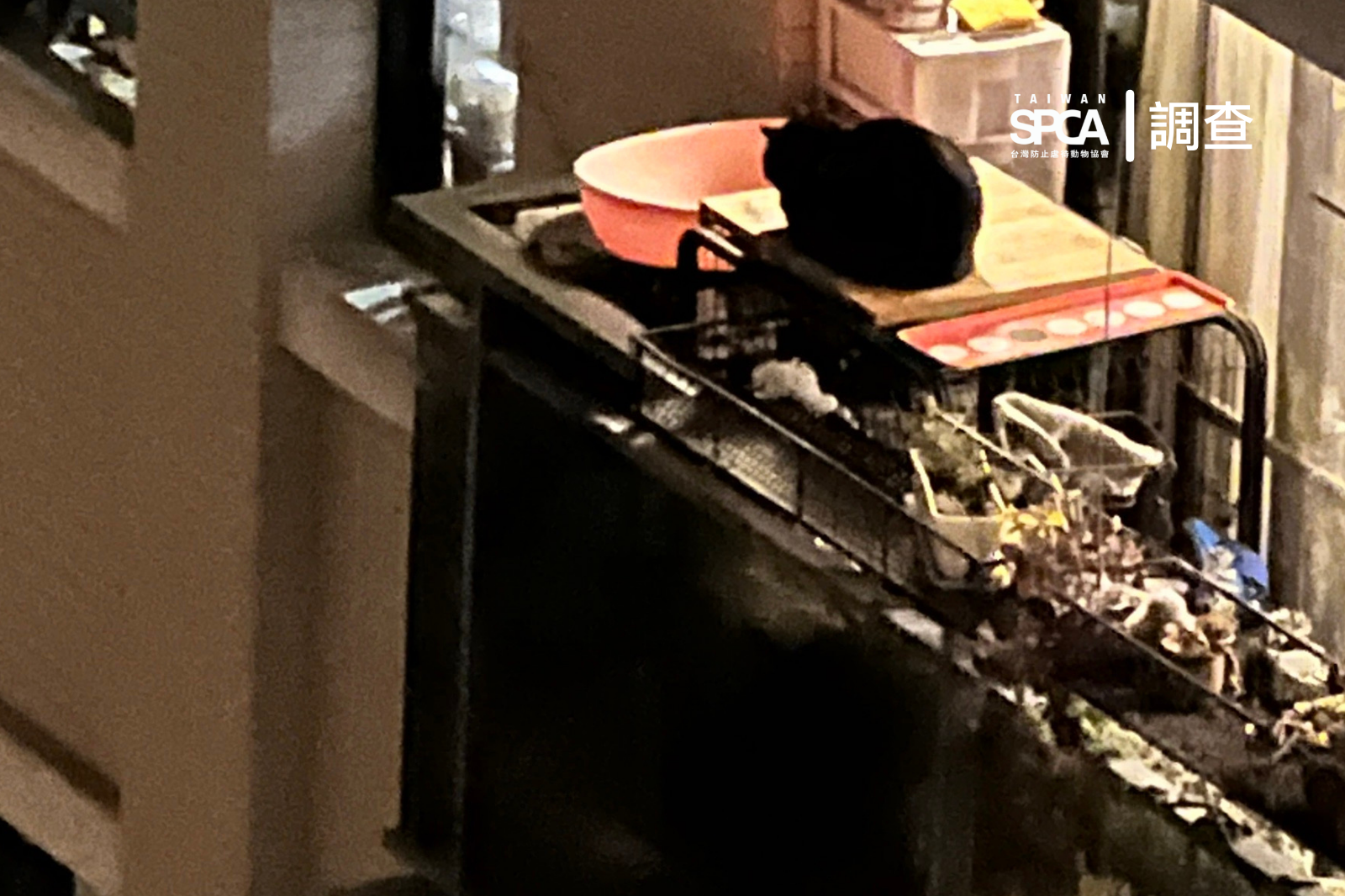 尋找通報人｜黑貓養在陽台