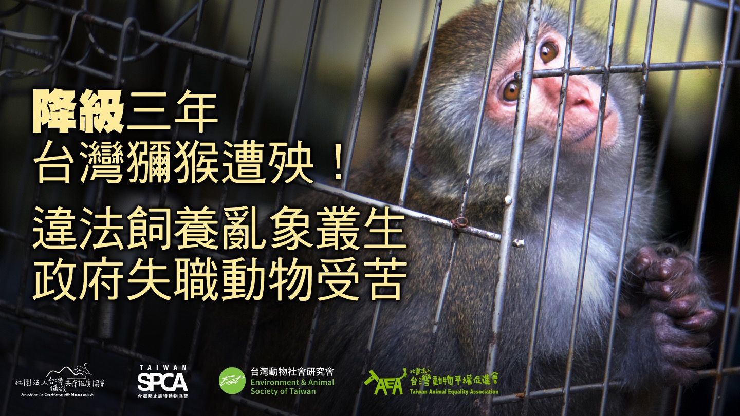 「降級」三年  台灣獼猴遭殃 ！違法飼養亂象叢生 政府失職 動物受苦