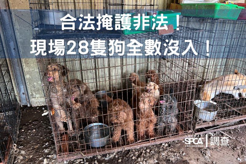 台南市合法業者卻非法繁殖買賣犬隻，現場慘不忍睹！