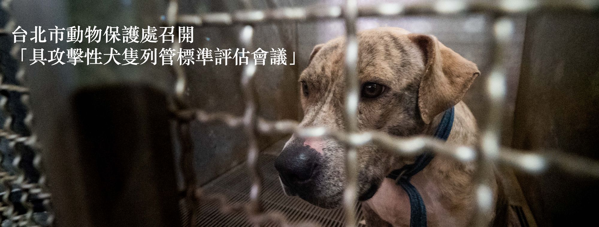 參與由台北市動物保護處召開的「具攻擊性犬隻列管標準評估會議」
