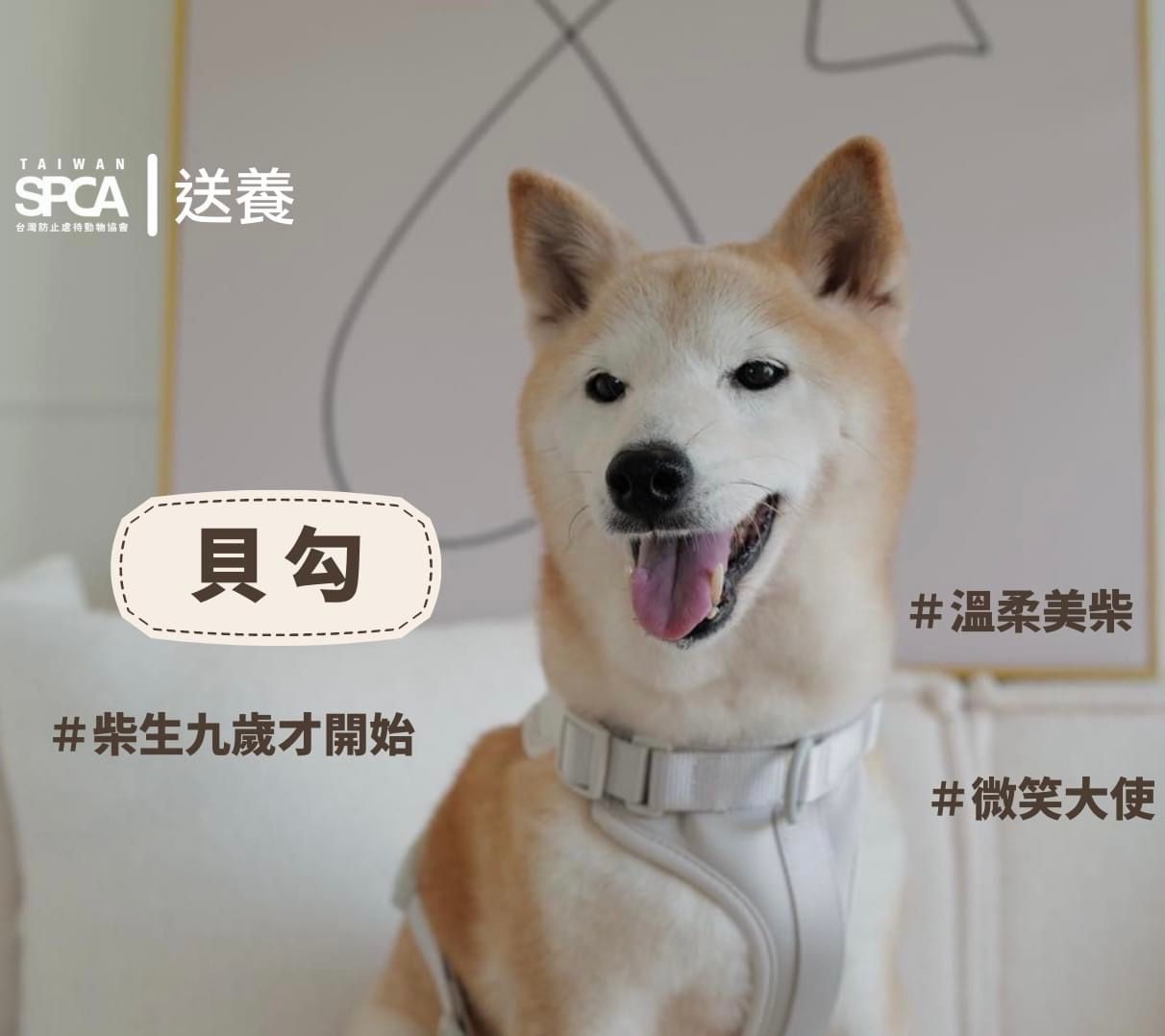 【送養│溫柔柴柴找家中】Adoption Needed: Gentle Shiba Inu Looking for a Home　(English Below）