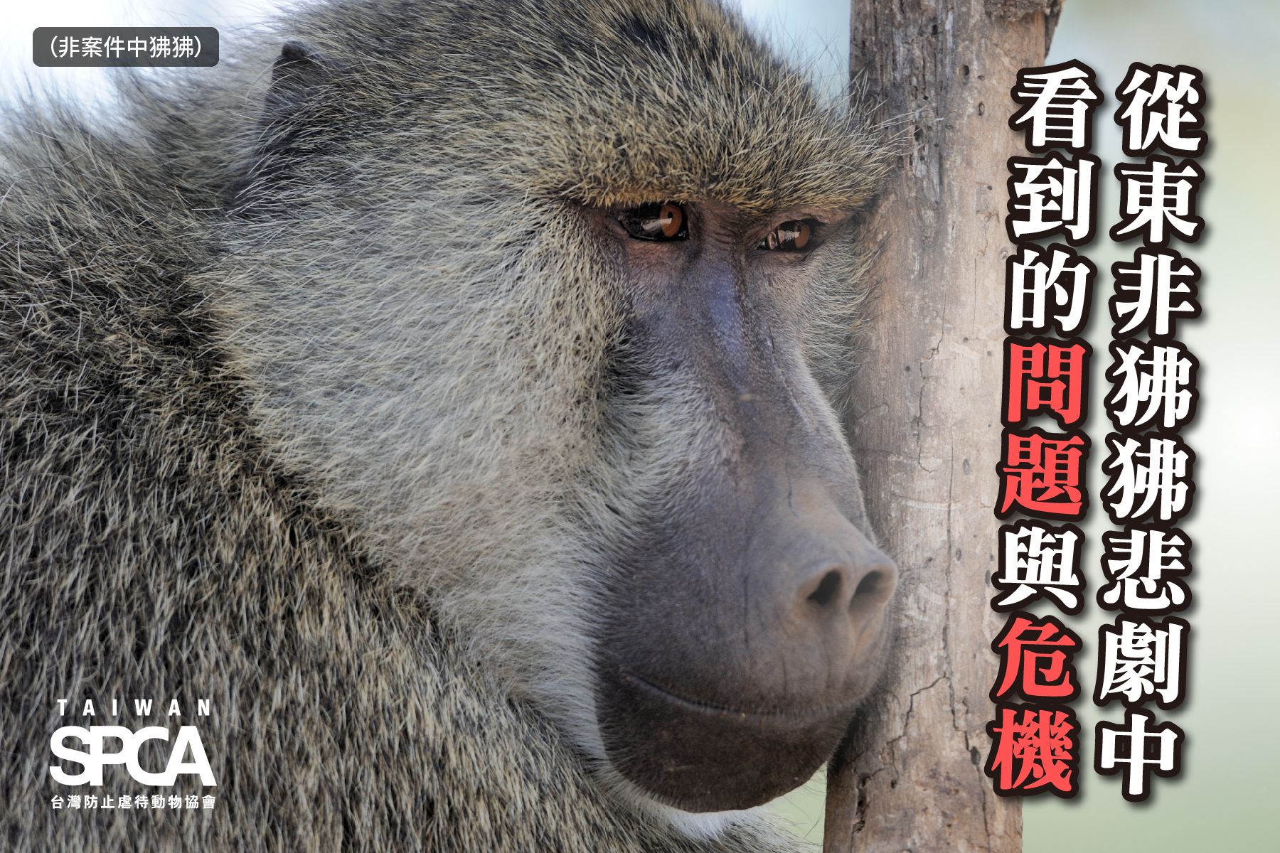 無 修正 動物