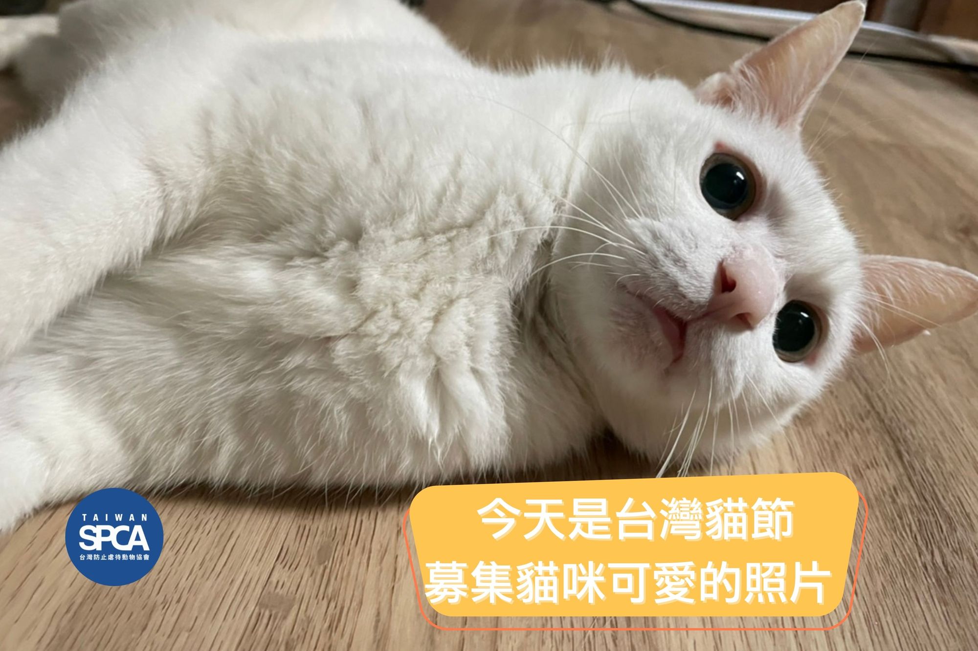 【台灣貓節 曬出毛寶貝最可愛的照片吧！】