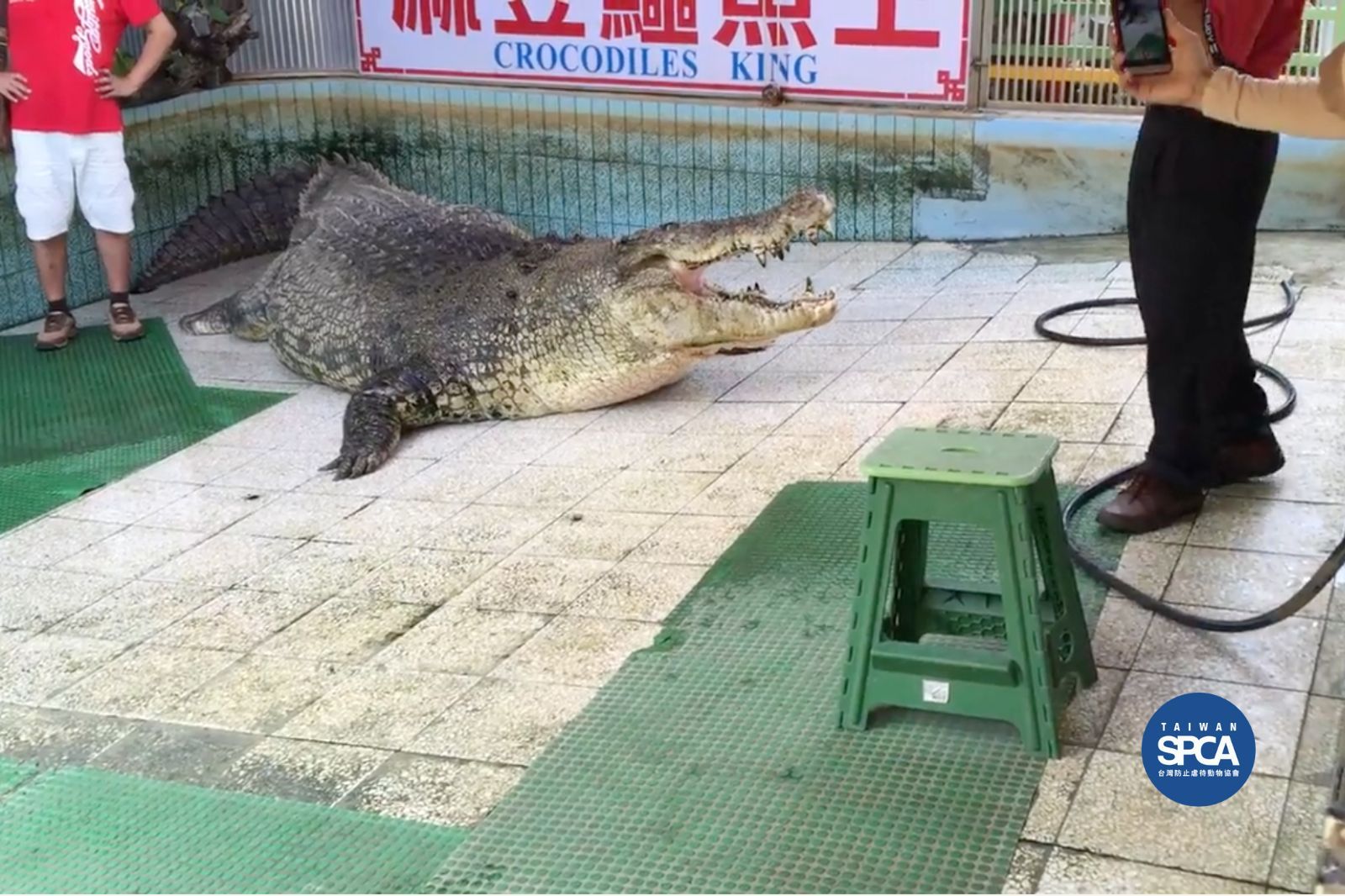 前台南麻豆鱷魚王小河案件說明
