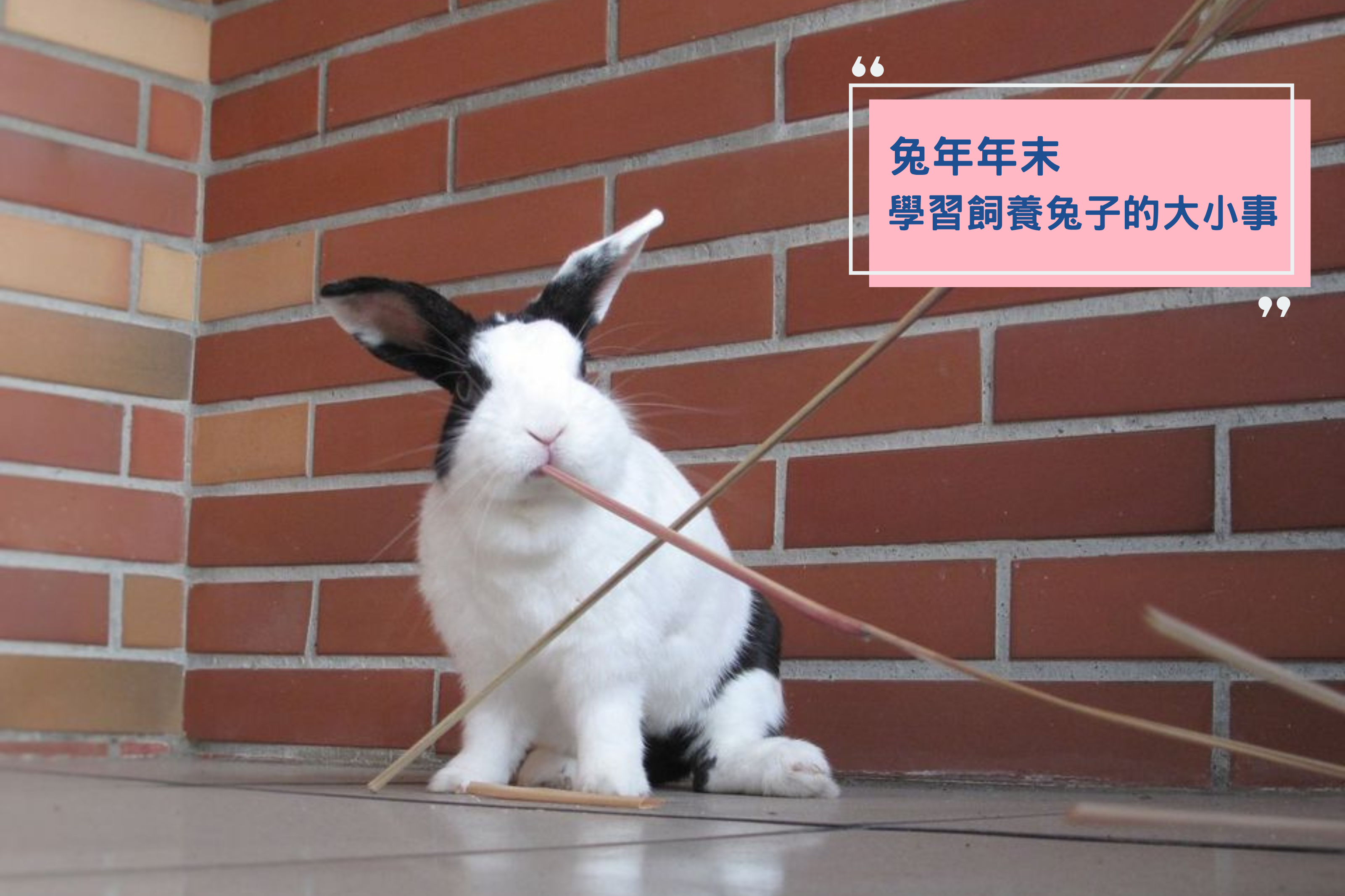【教育文章-兔年年末_飼養兔子不可不知的大小事】