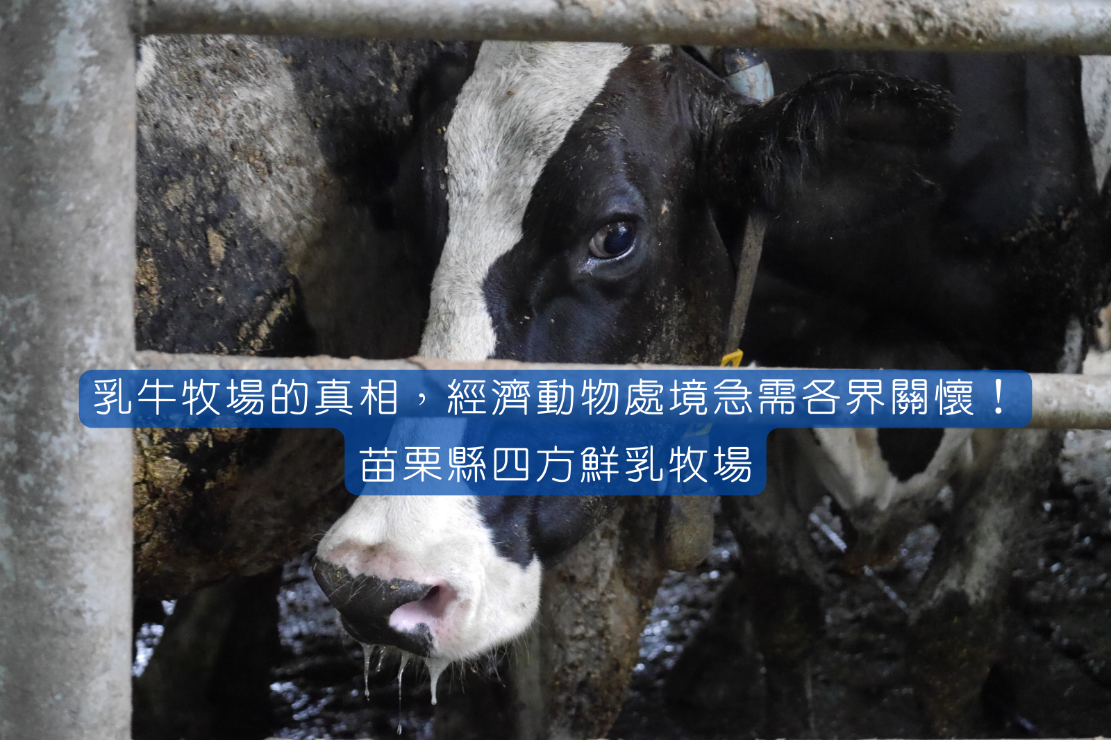 乳牛牧場的真相，經濟動物處境急需各界關懷！苗栗縣四方鮮乳牧場