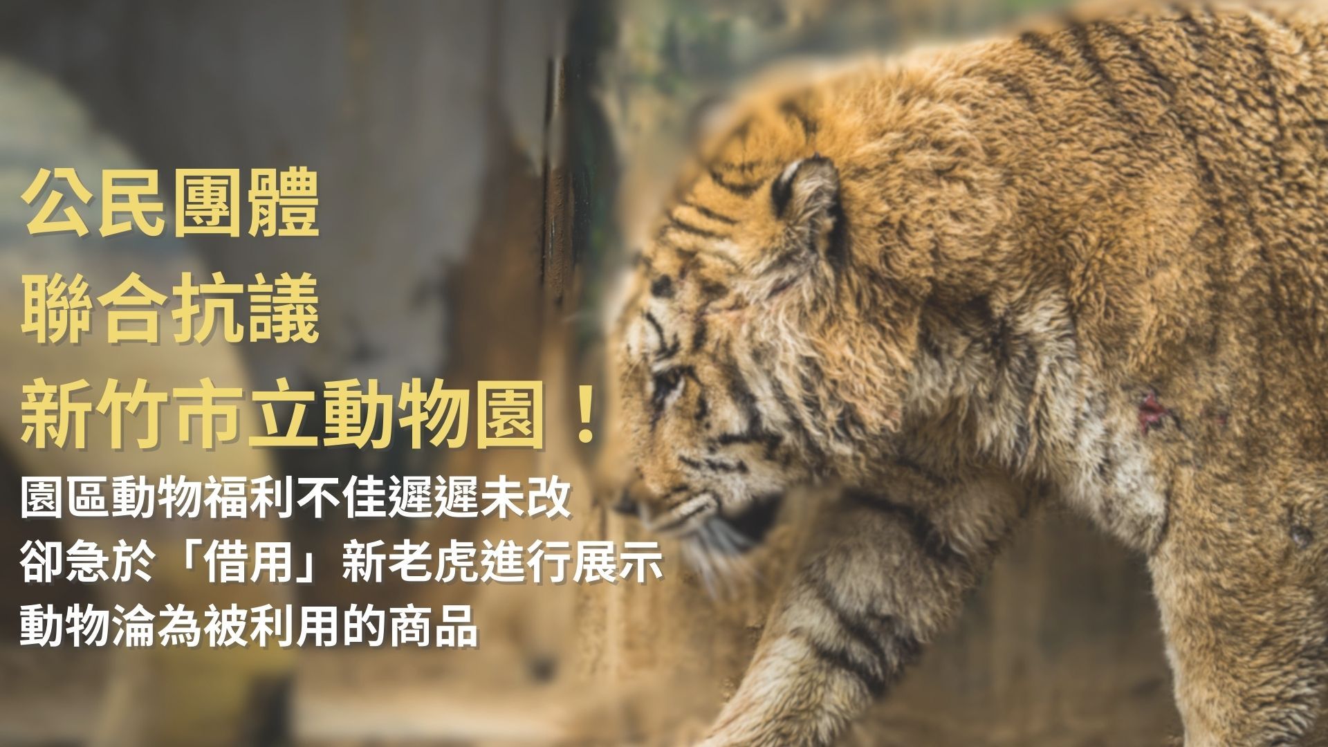 公民團體聯合抗議新竹市立動物園！ 園區動物福利不佳遲遲未改，卻急於「借用」新老虎進行展示動物淪為被利用的商品