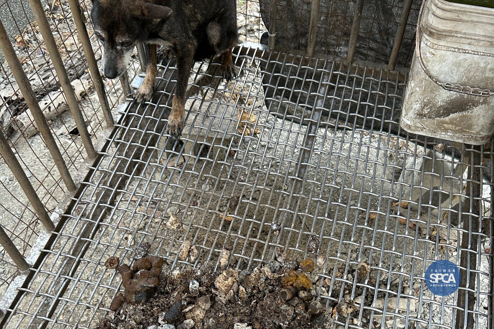 站在飼主的角度幫動物爭取福利