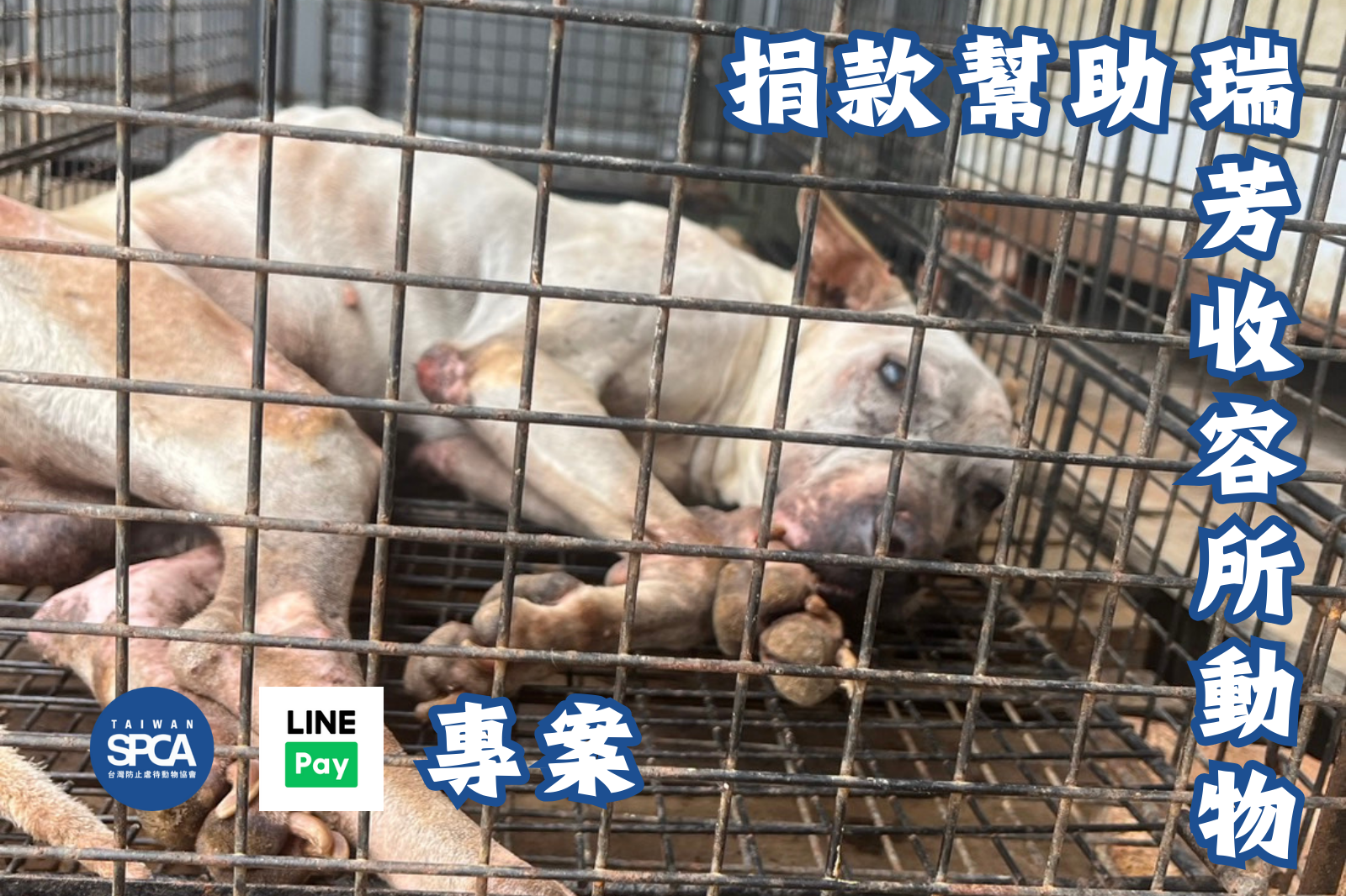 捐款幫助瑞芳收容所救援的動物 (line pay專案)