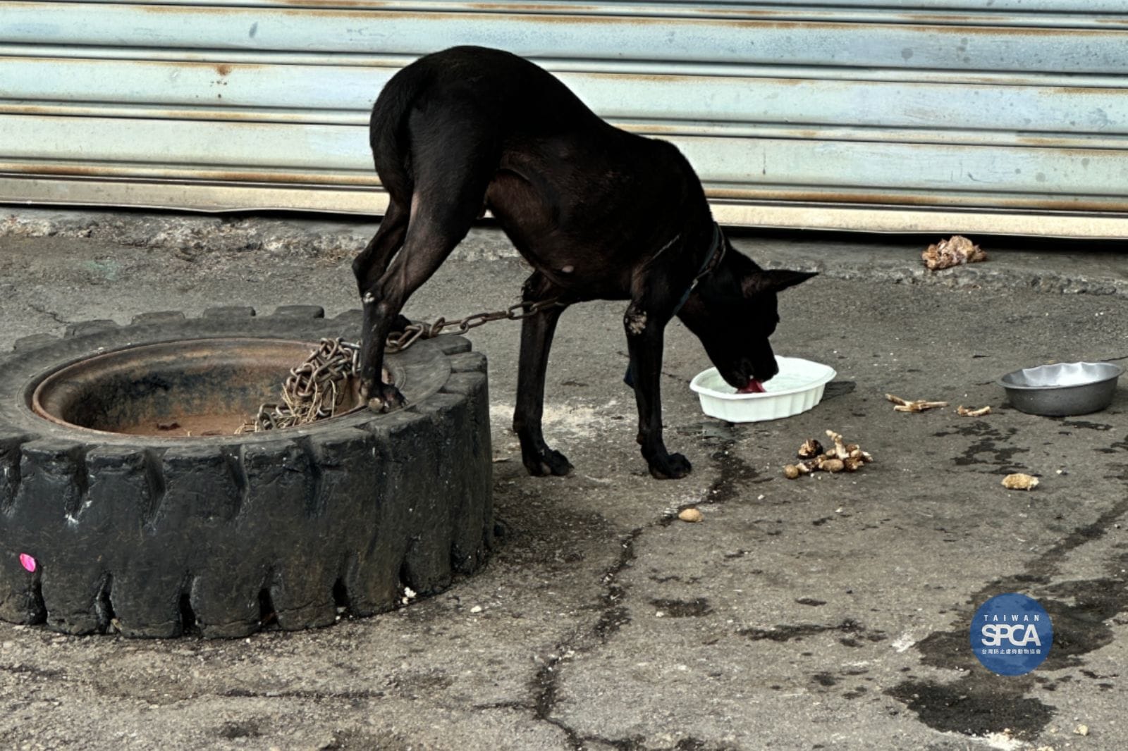 正確的飼養知識哪裡重要？！