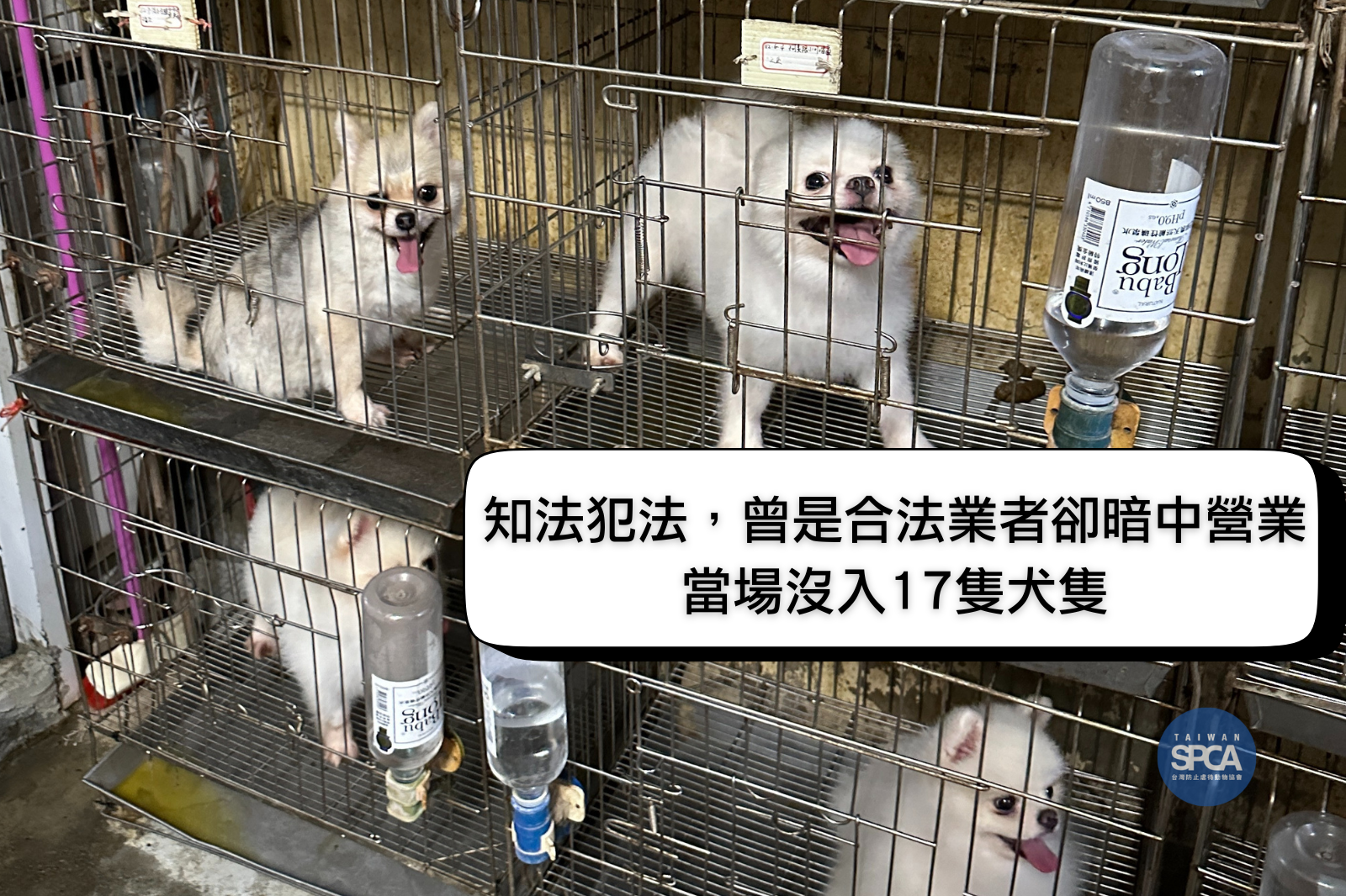 曾是合法特寵業者！民宅淪為犬隻的繁殖地獄！  Taiwan SPCA 呼籲社會沒有買賣、沒有傷害！