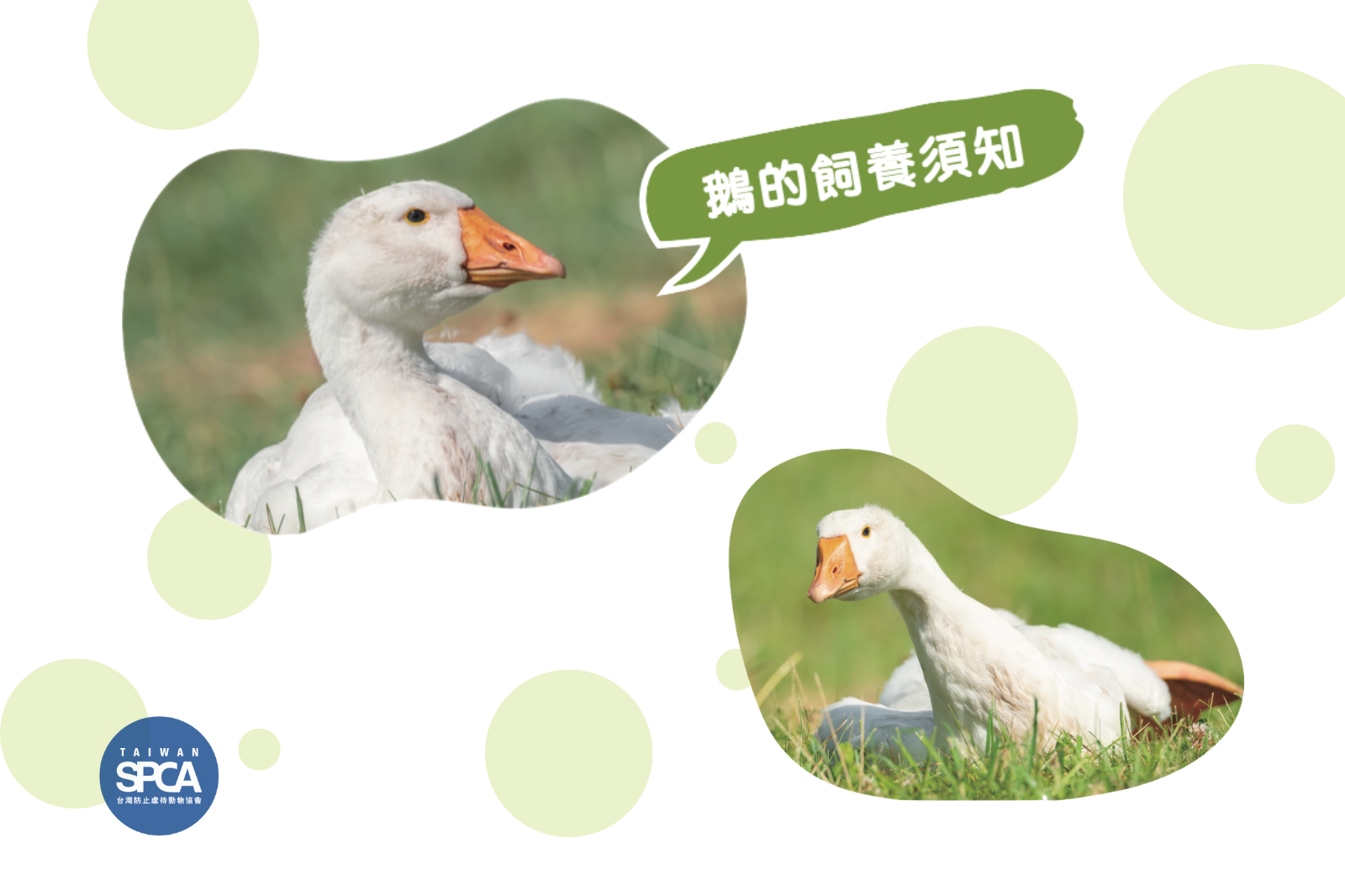 【教育文章-鵝飼養指南】