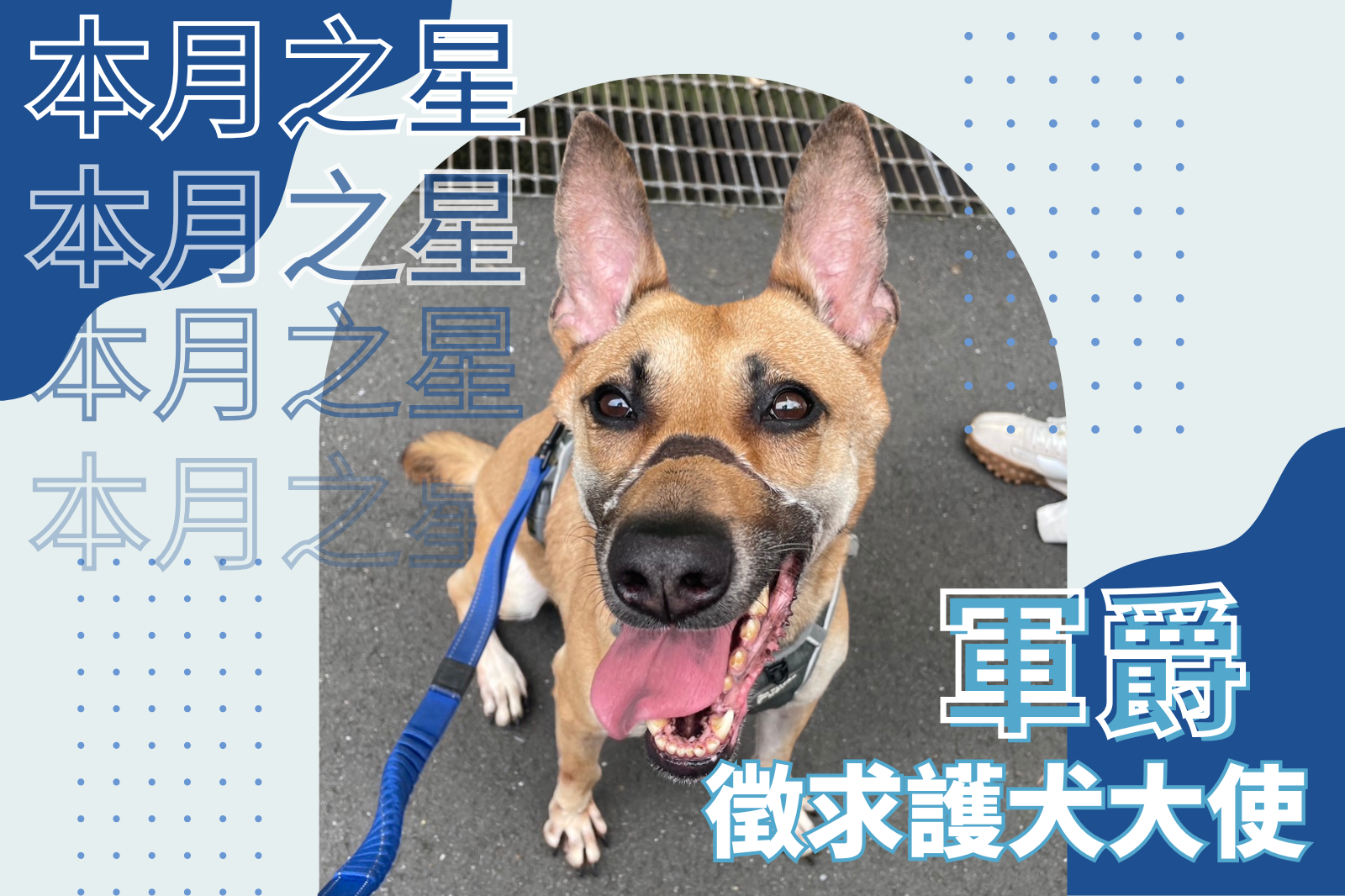 本月之星-軍爵 徵求飛往紐約的護犬大使！