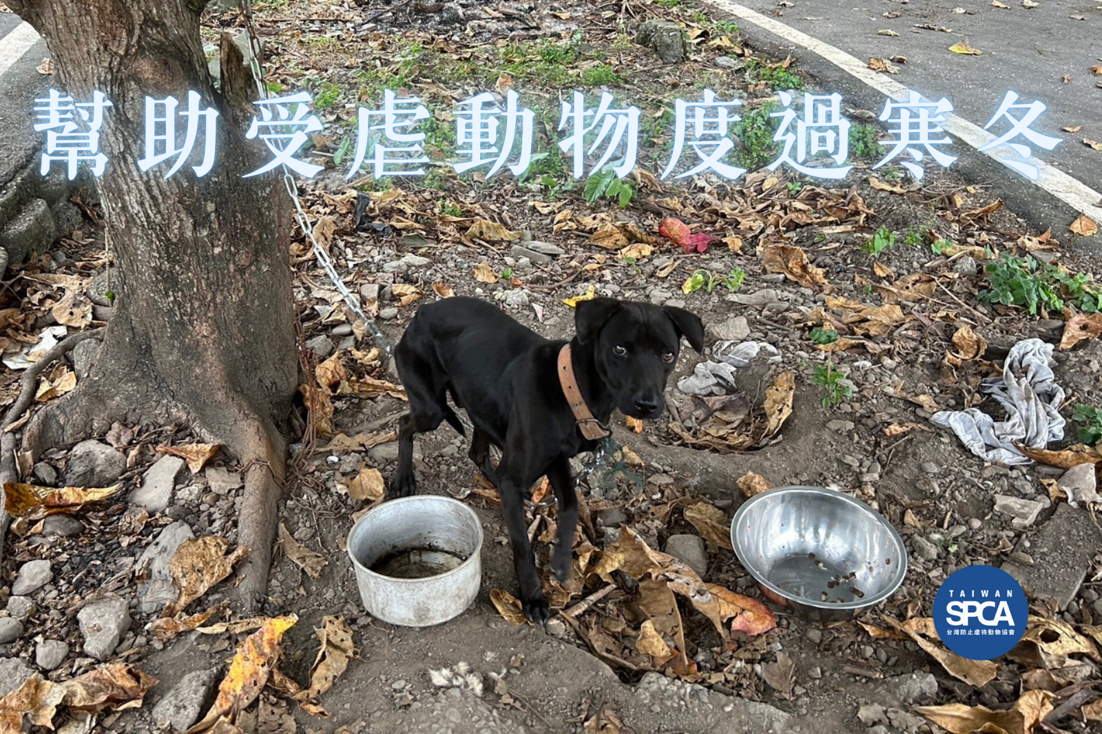 一起幫助受虐動物度過寒冬