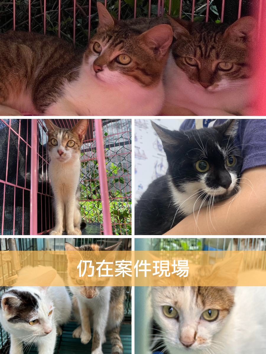 彰姨7小喵