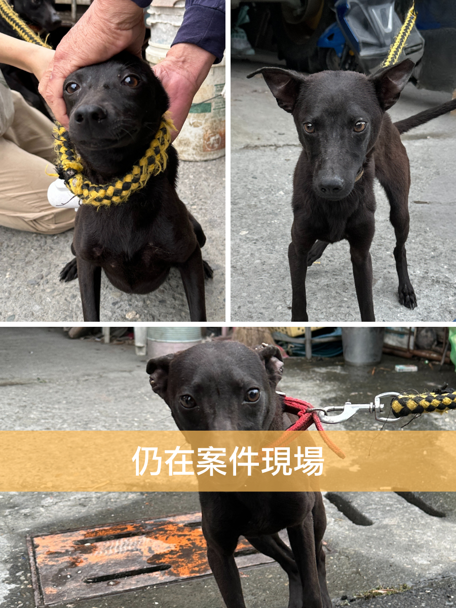 三寶姐弟