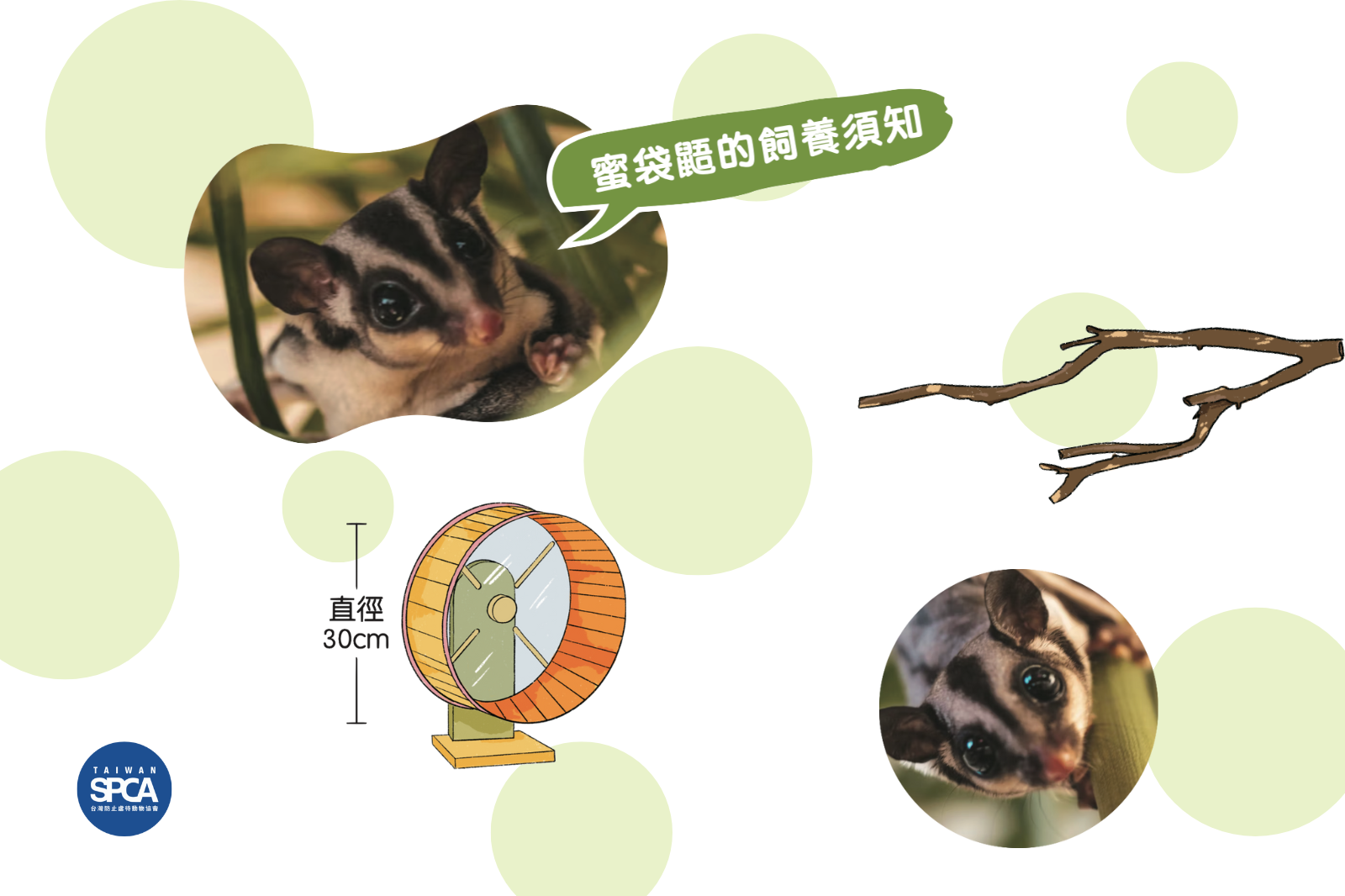 【教育文章—蜜袋鼯飼養指南】