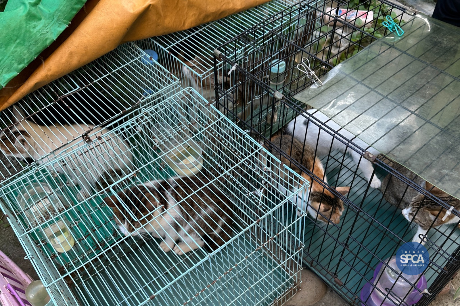 飼養動物前的準備