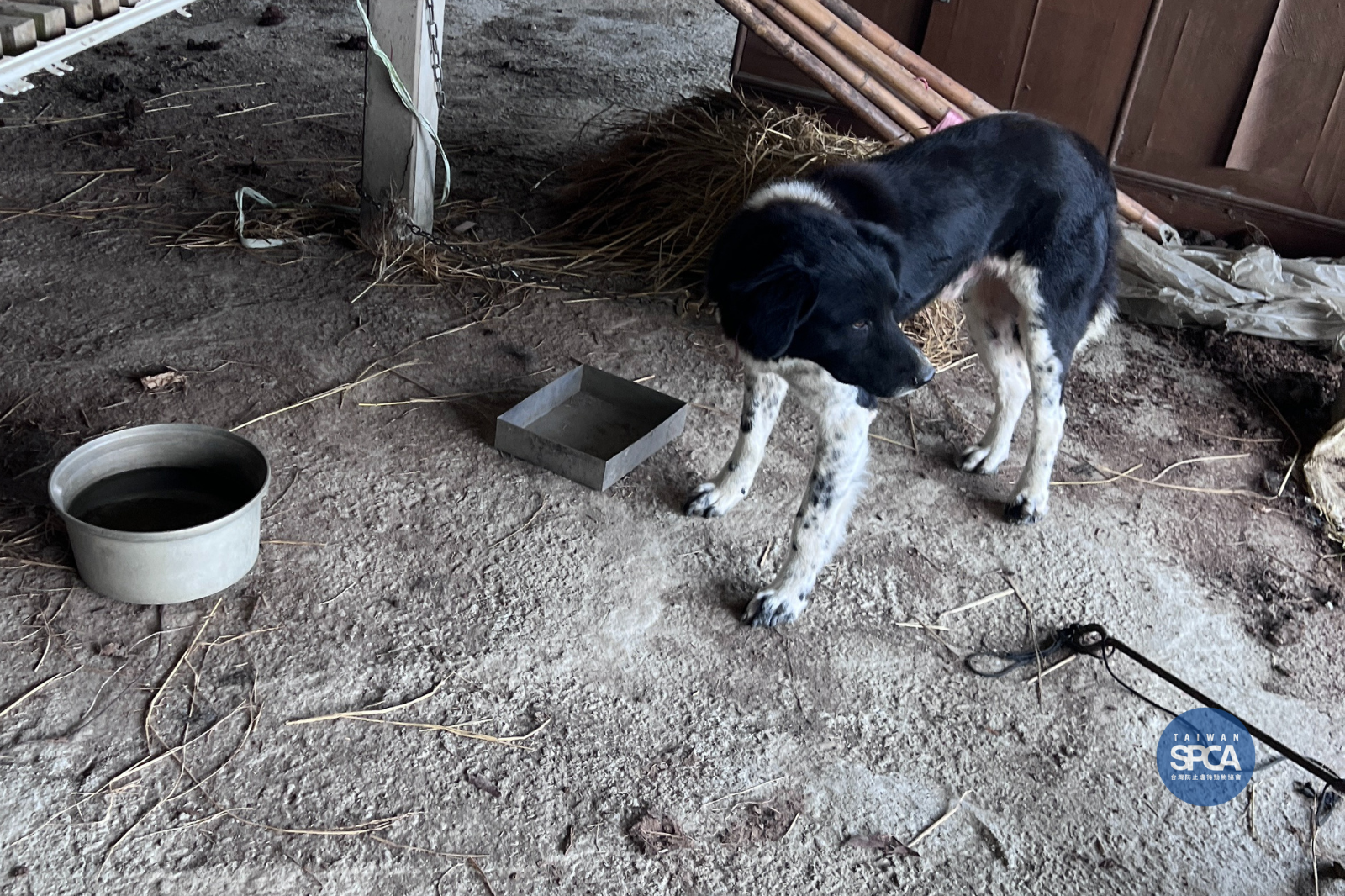 被踢來踢去的飼主責任