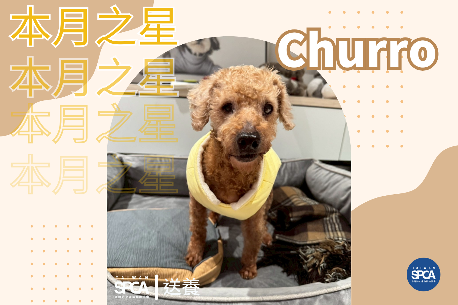 本月之星 － Churro貴賓找家中！