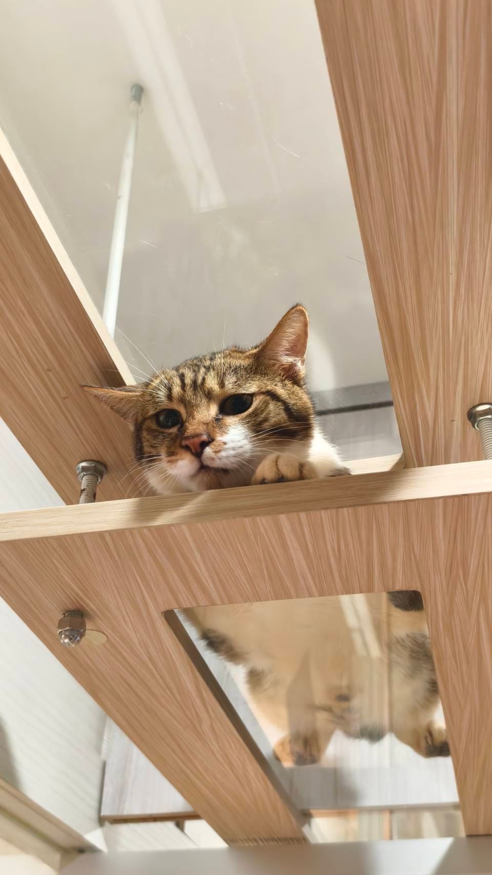 白臉